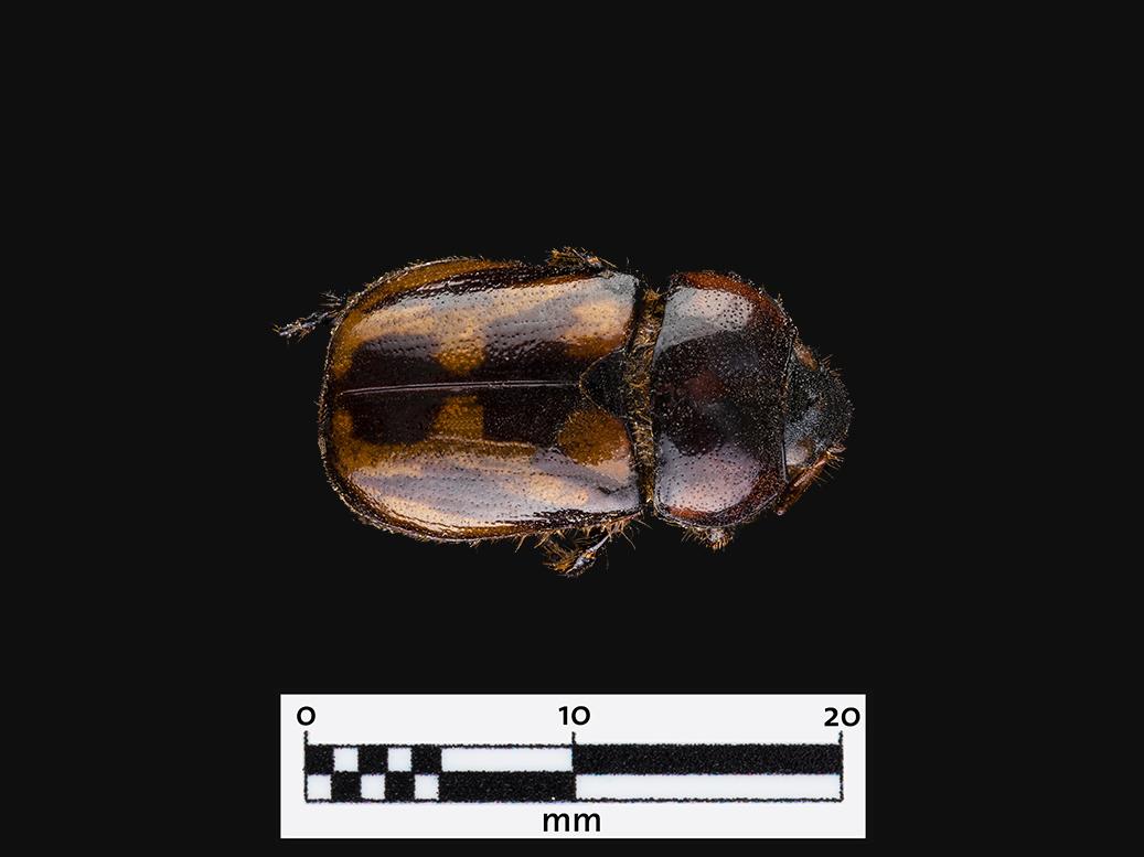 Pololo manchado (Oryctomorphus bimaculatus) (Familia: Scarabaeidae)