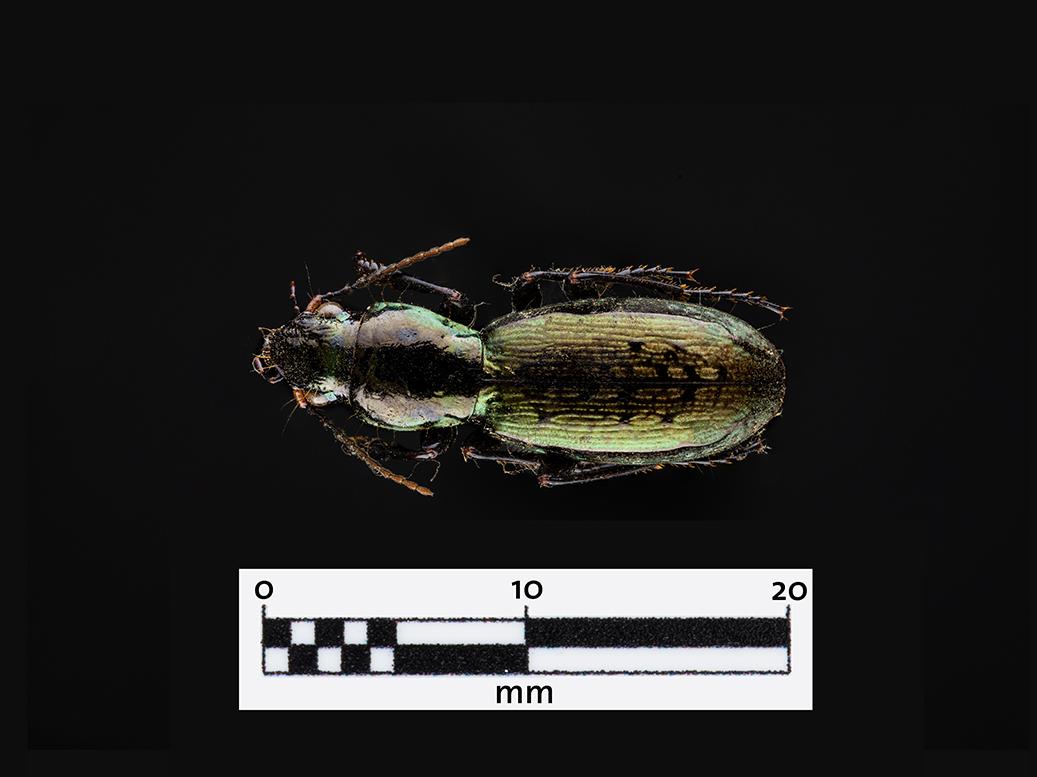 Creobio (Creobius eydouxii) (Familia: Carabidae)
