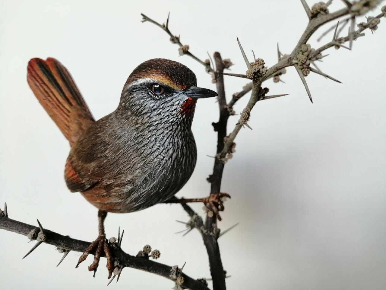 Canastero cordillerano (Asthenes modesta)