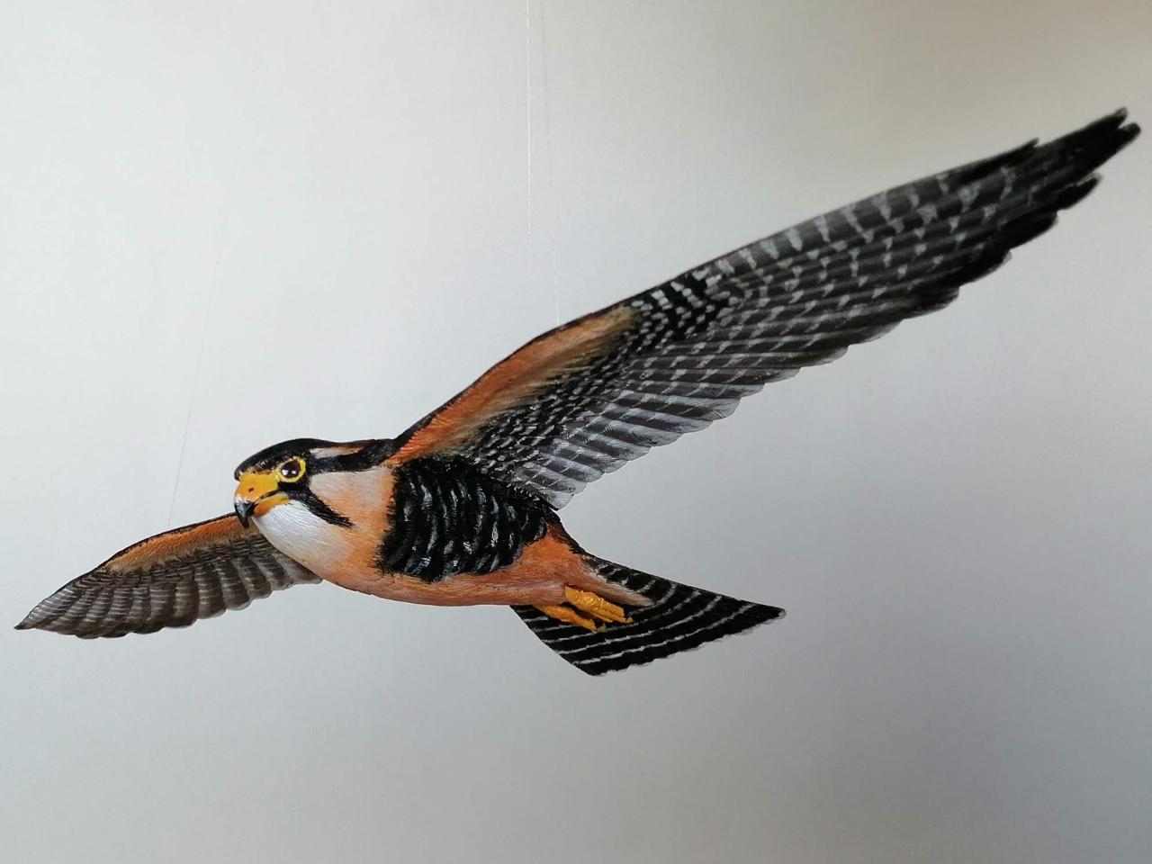 Halcón Perdiguero (Falco femoralis)