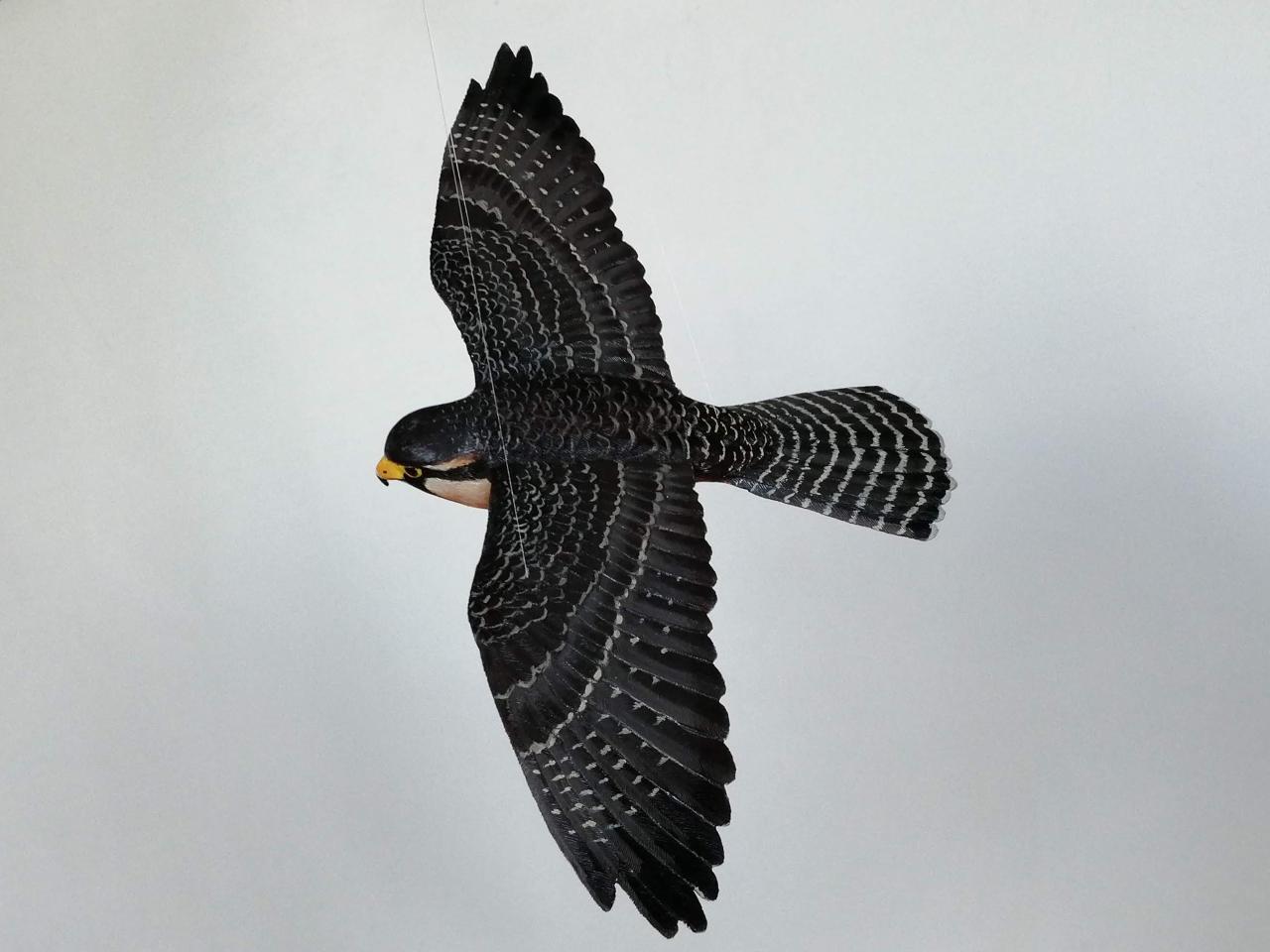 Halcón Perdiguero (Falco femoralis)