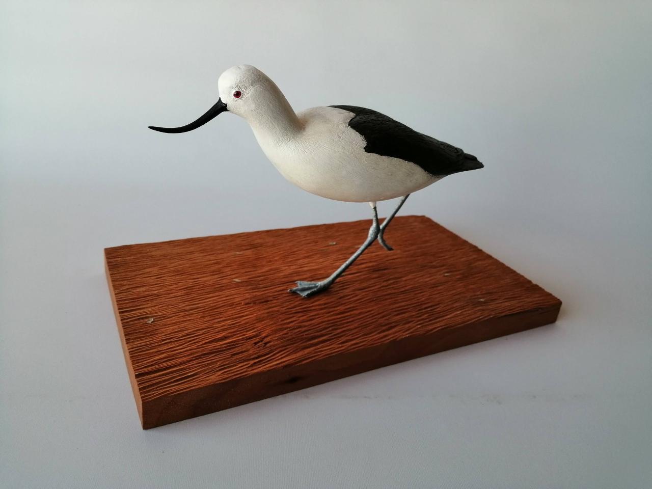 Caití (Avoceta andina)