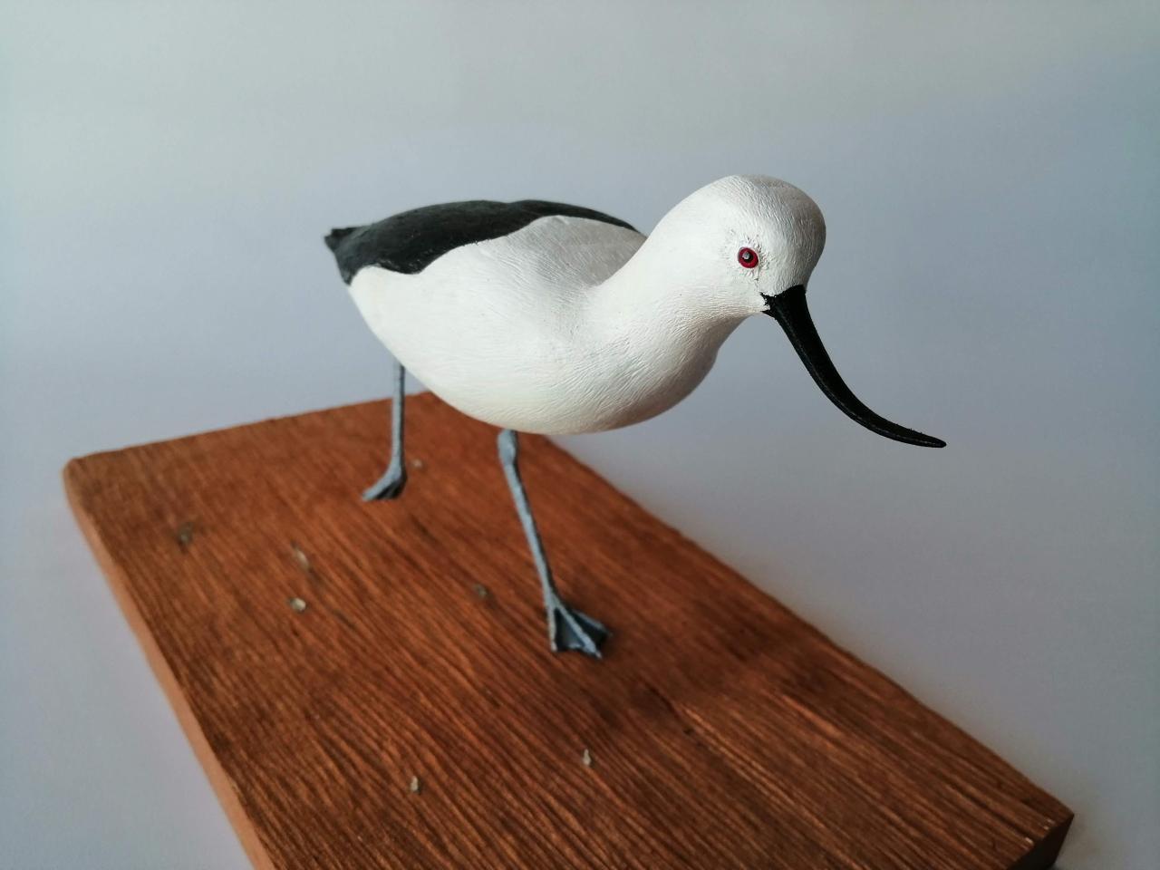 Caití (Avoceta andina)