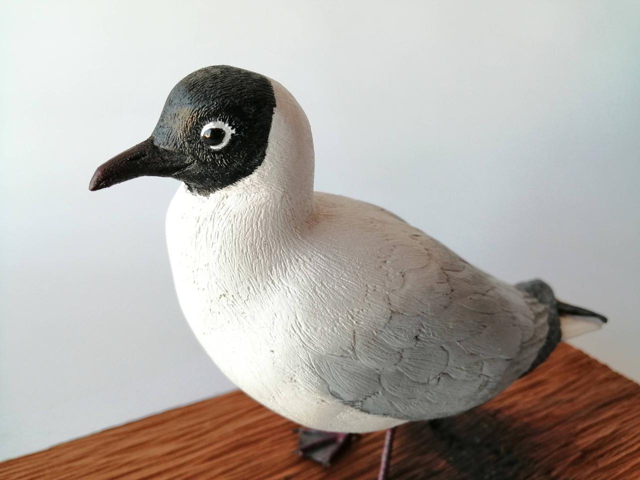 Gaviota andina (Chroicocephalus serranus)