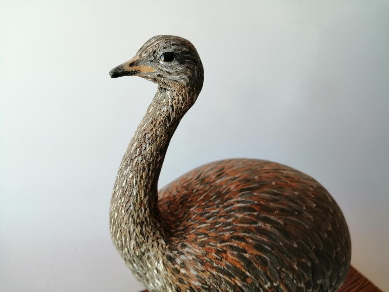 Suri (Rhea pennata)