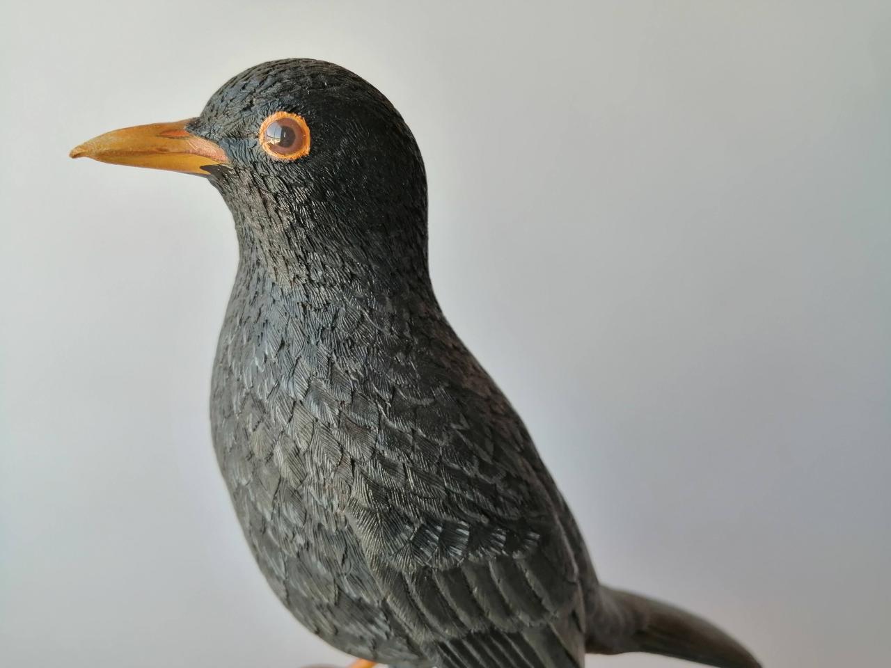 Zorzal Negro (Turdus serranus)