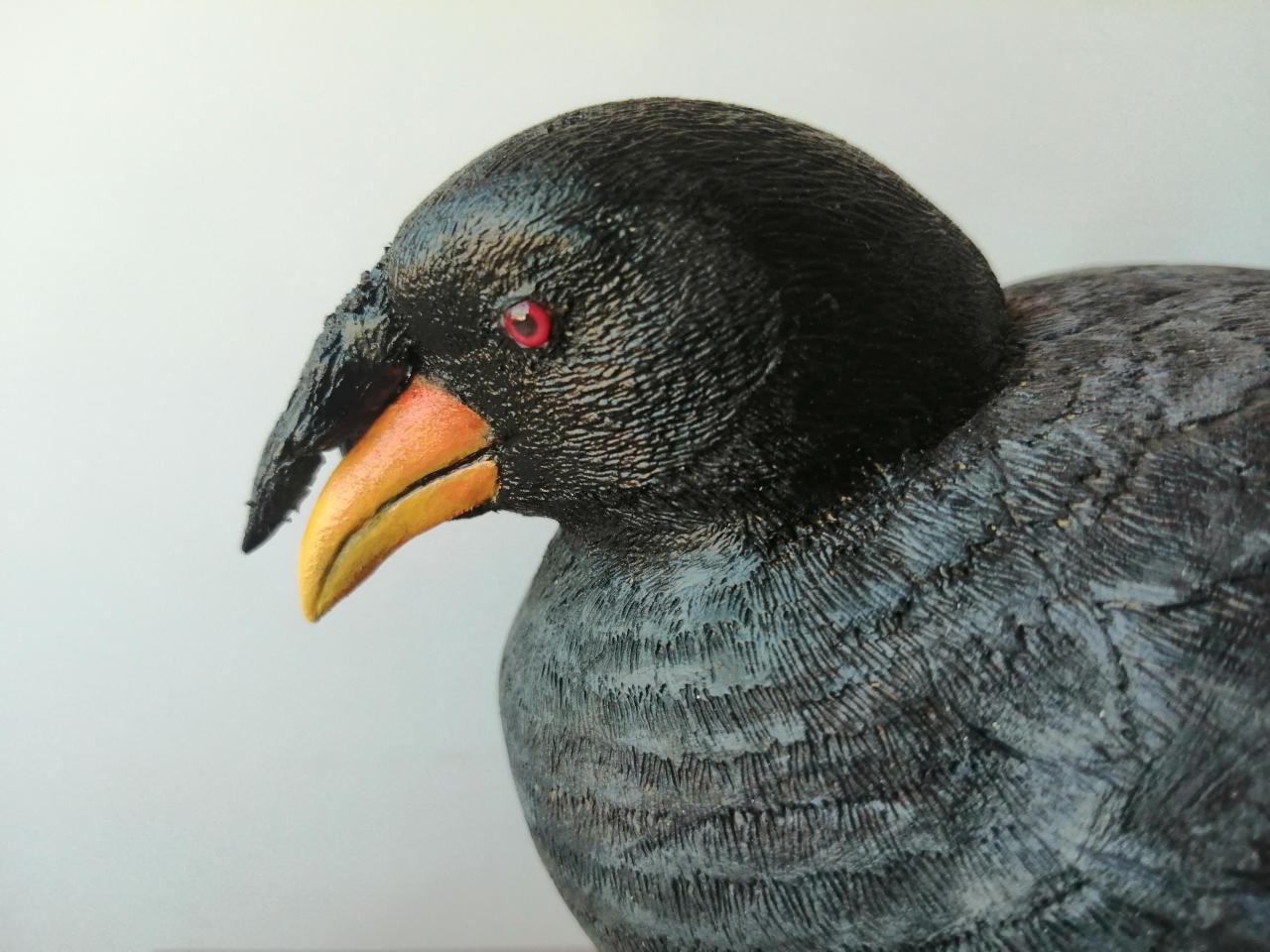 Tagua Cornuda (Fulica cornuta)