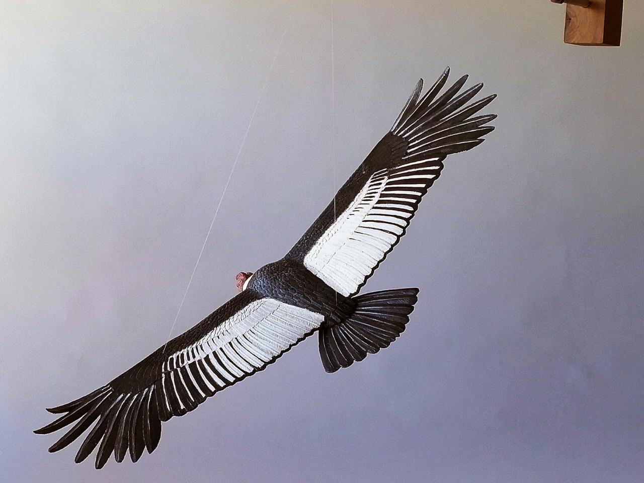 Cóndor (Vultur gryphus)