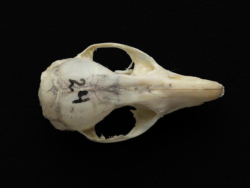 Cráneo de un individuo adulto de Thylamys elegans (yaca común)