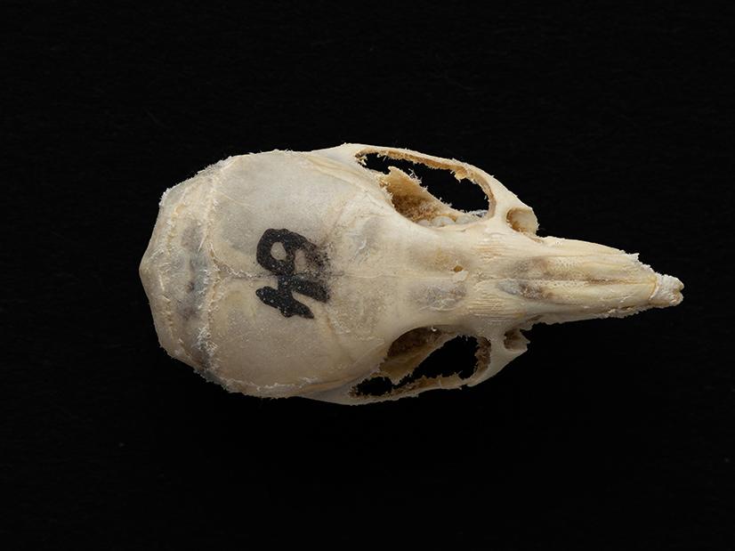 Cráneo de un individuo adulto de Mus musculus (laucha)