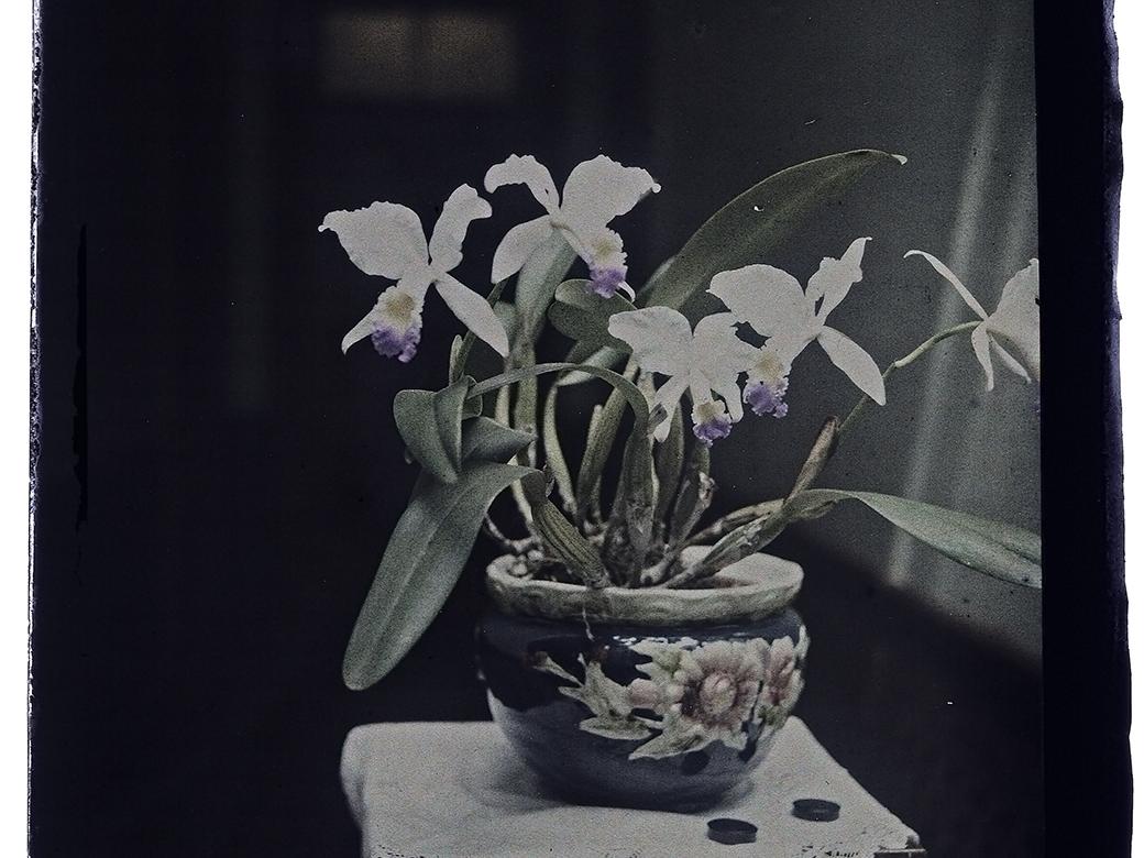 Orquídeas en un macetero