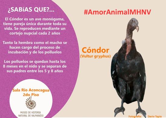 En la semana del amor y la amistad,  el MHNV  destacó 5 animales que son parte de la exposición permanente y que cuentan con una peculiar manera de reproducirse y/o que tienen una manera propia de interactuar con sus crías