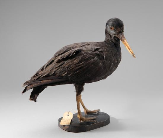 Pilpilén negro (Haematopus ater)