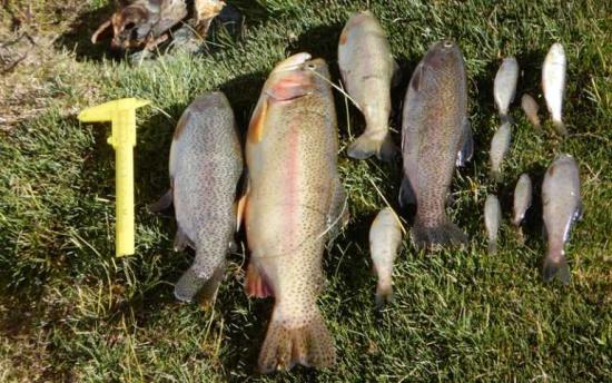 Oncorhynchus-mykiss-CQR_trucha_Fotografía gentileza de Invasal