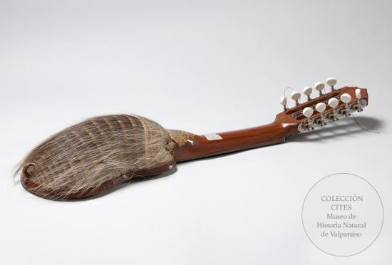 Charango de quirquincho peludo patagónico, s/f. Cites, apéndice II. Depósito legal del Museo de Historia Natural de Valparaíso.