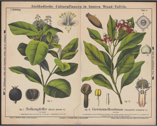 Zippel, H., Bollmann, K. &amp; Thomé, Otto W. 1880-1881. Ausländische Culturpflanzen in bunten Wand tafeln (Plantas cultivadas en el extranjero en coloridos paneles de pared), Tafel 4 (Pizarra 4).