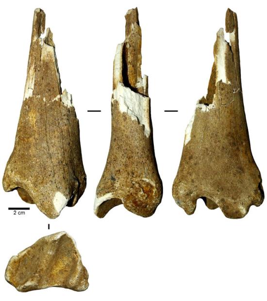Epífisis distal de tibia izquierda proveniente del sector CT N°2