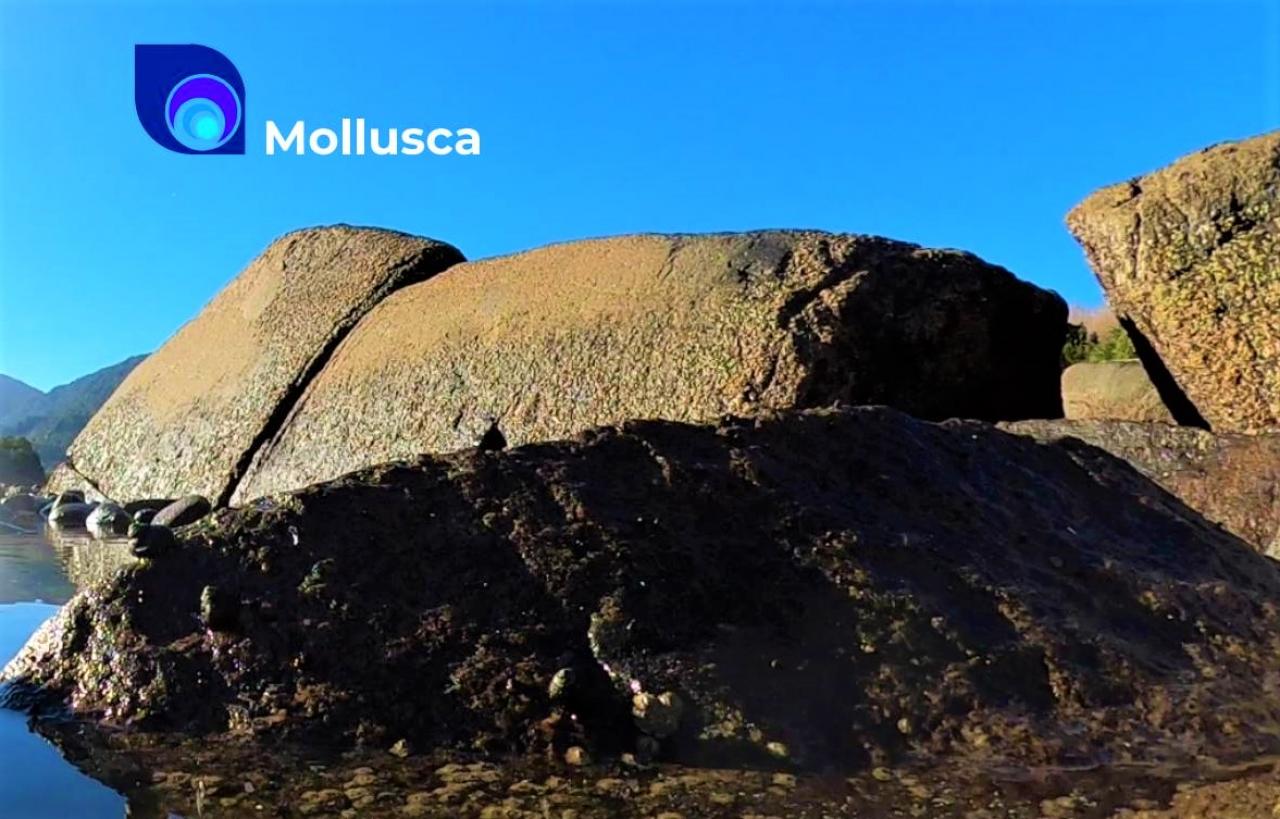 Mollusca experiencia