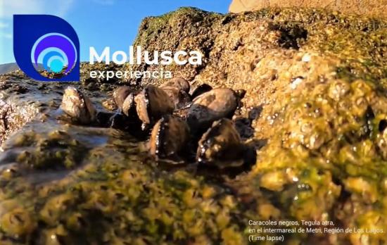 Mollusca experiencia revista digital científica