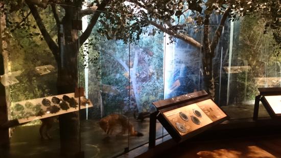 Ambientación en sala de exhibición Parque Nacional La Campana, en la escena un zorro y árboles nativos