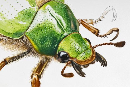 Ilustración escarabajo realizada por Andrés Jullian