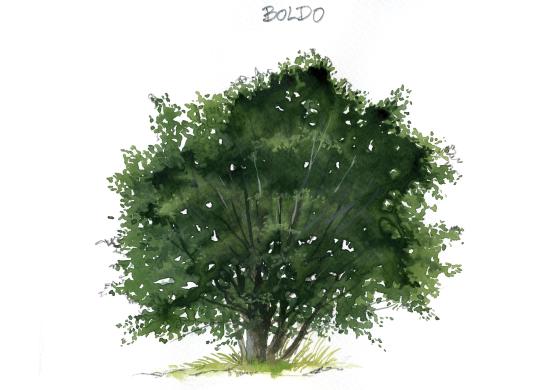2 Boldo (Peumus Boldus) - Ilustración Andrés Jullian para exposición permanente MHNV