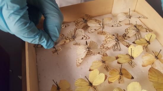 concervación de colecciones lepidopteras