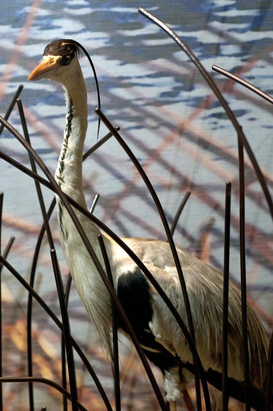 Garza Cuca Ardea cocoi