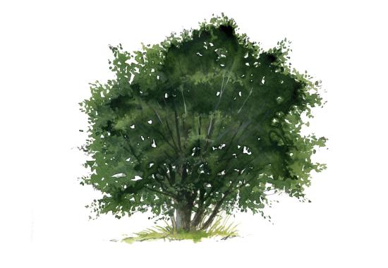Boldo (Peumus Boldus) - Ilustración Andrés Jullian, Sala La Campana, Exposición permanente MHNV