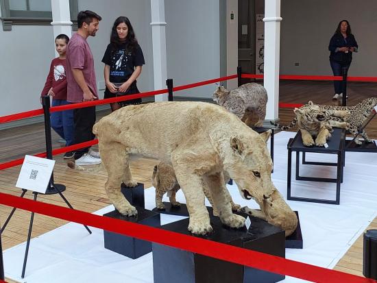 Inauguración exposición "Felidos, majestuosos y ancestrales"