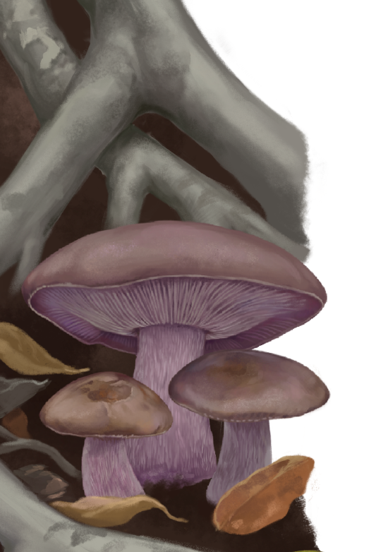 Hongo pie azul, Clitocybe nuda. Ilustración: José Díaz Carvajal