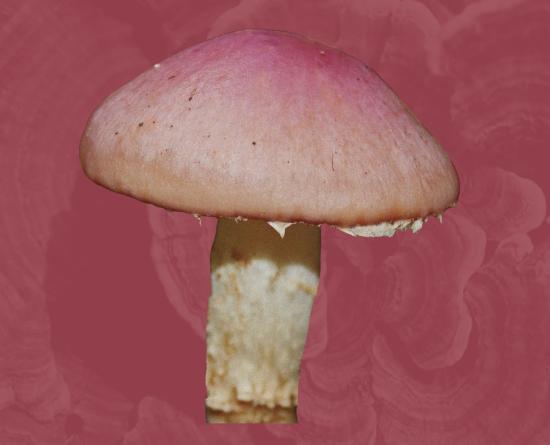 Cortinarius lebre: hongo silvestre poco común, característico por su coloración y su asociación con suelos forestales.