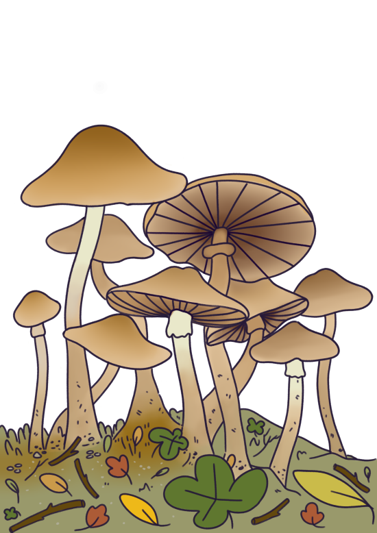 Hongos en el jardín botánico, ilustración _Psilocybe moelleri_ 
