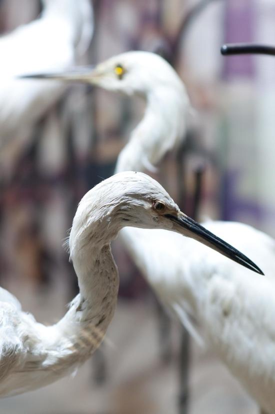 exposición Biodiversidad en la Región de Valparaíso