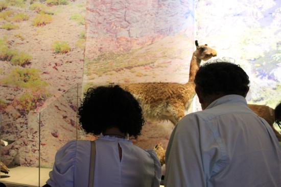 guiado steam en el museo