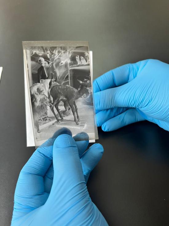 archivo fotográfico museo