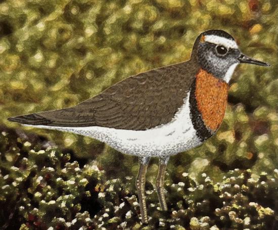 Chorlo chileno (Charadrius modestus) 