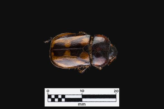 Pololo manchado (Oryctomorphus bimaculatus)