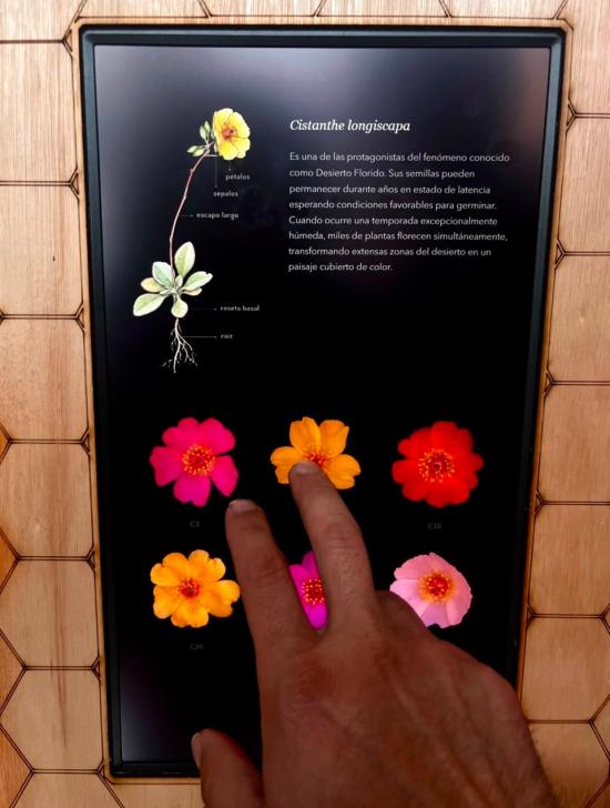 Exposición visión de abeja