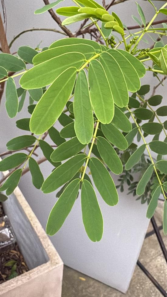 Espacio Museo Verde destacamos un Quebracho (Senna candolleana) 