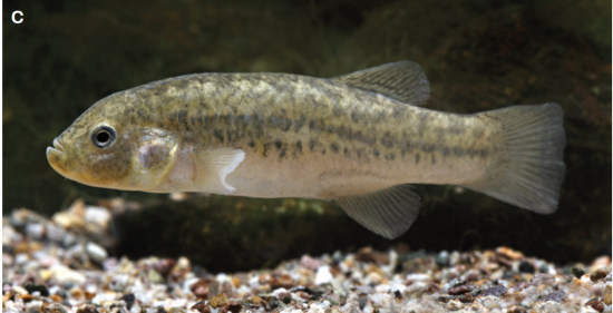 Orestias piacotensis