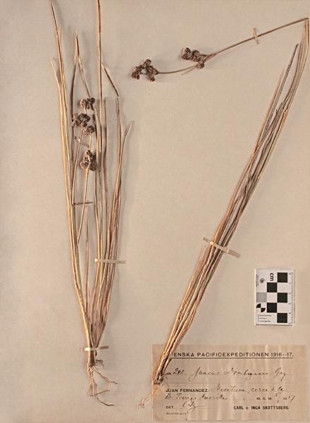 Juncus dombeyanus J. Gay Juncus dombeyanus J. Gay