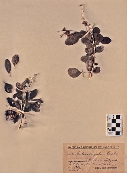 Berberis corymbosa Hook. & Arn. Berberis corymbosa Hook. & Arn.