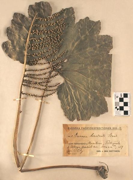 Gunnera bracteata Steud. ex Benn. Gunnera bracteata Steud. ex Benn.