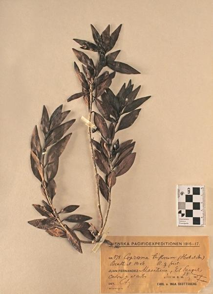 Coprosma triflorum (Hook. et Arn.) Benth. et Hook. Coprosma triflorum (Hook. et Arn.) Benth. et Hook.