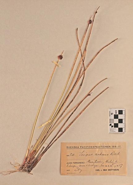 Scirpus nodosus Rottb.