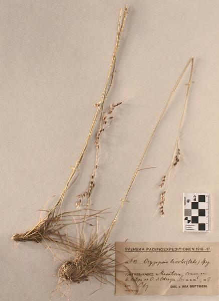 Oryzopsis bicolor (Vahl) Speg. Oryzopsis bicolor (Vahl) Speg.