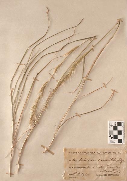 Dichelachne sciurea (R. Br.) Hook. f. Dichelachne sciurea (R. Br.) Hook. f.