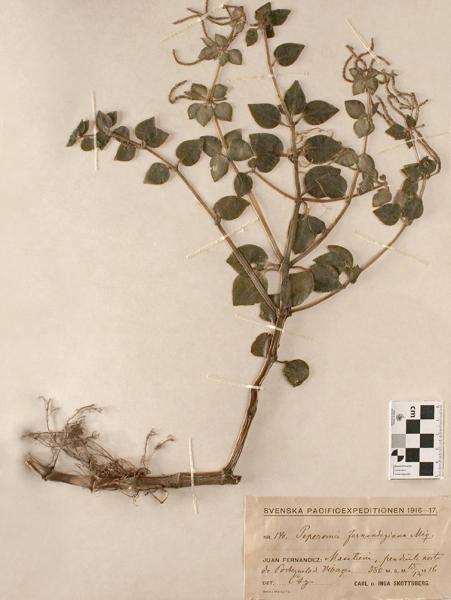 Peperomia fernandeziana Miq. Peperomia fernandeziana Miq.