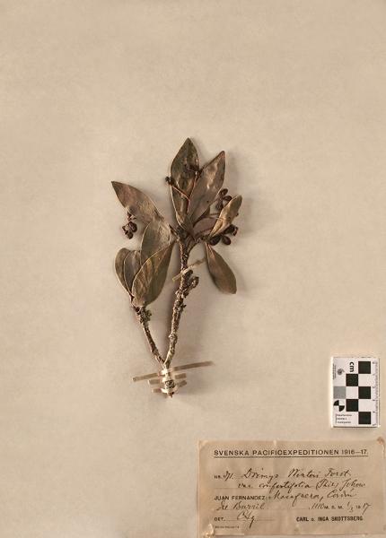 Drimys winteri Forst. var. confertifolia Johow Drimys winteri Forst. var. confertifolia Johow